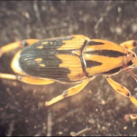 thumbnail for publication: Silky Cane Weevil, Metamasius hemipterus sericeus (Olivier) (Insecta: Coleoptera: Curculionidae)